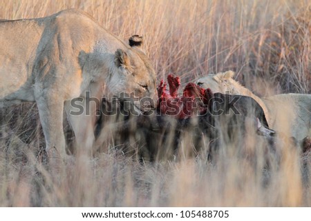 Lion female at kill eating (panthera leo) South Africa