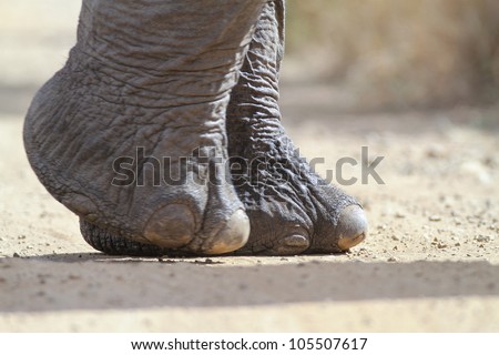 African elephant foot