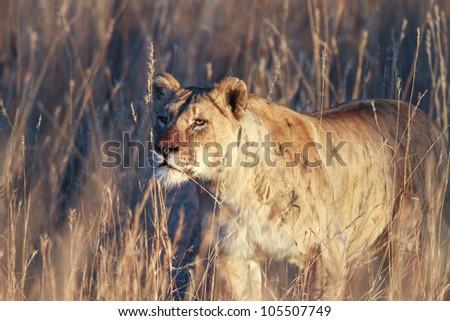 Lion female (panthera leo) South Africa