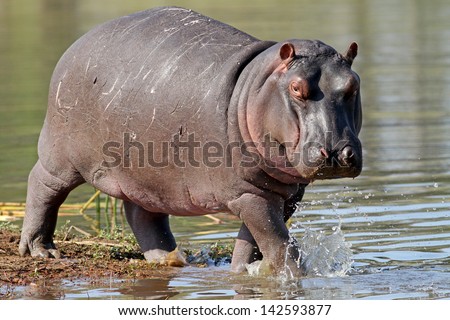 Hippo out of water Hippo out of water
