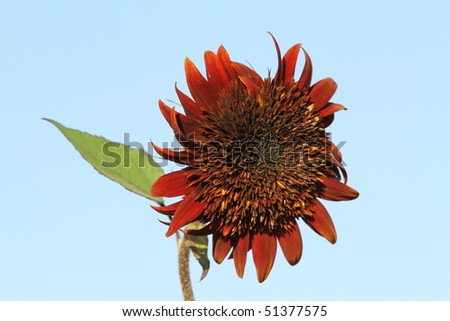 Hybrid Sunflower with red