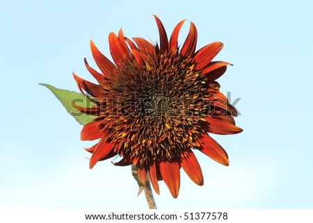 Hybrid Sunflower with red