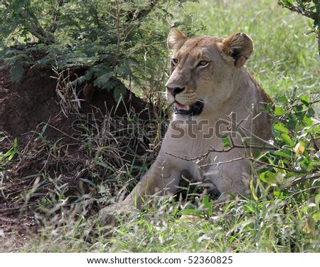 African Lion female