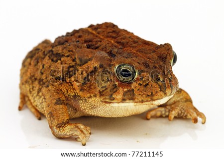 Dwarf African Bullfrog