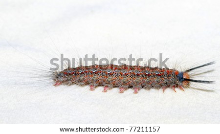 Lepidoptera Larvae