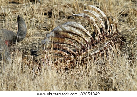 african cape buffalo carcass