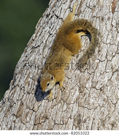 African Tree Squirrel (Paraxerus cepapi)