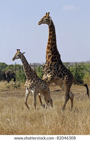 Giraffes Mating