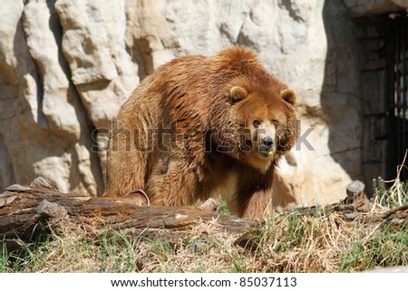 Big fat brown bear in pretoria national zoo