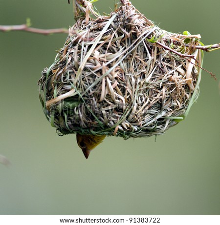 Masked Weaver; Ploceus Velatus; female inside the nest; South Africa