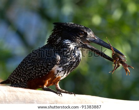 Giant Kingfisher (Megaceryle maximus)  eating a crab in Rietvlei nature reserve