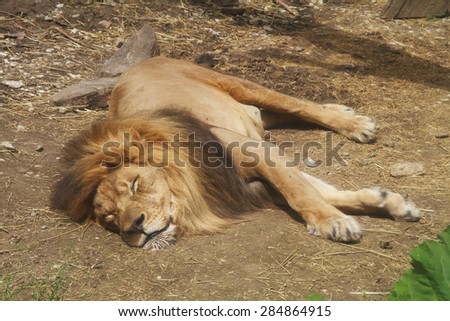 A male lion sleeping at the zoo, stretched out and relaxed
