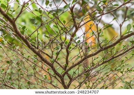 Branch and leaves of the tree