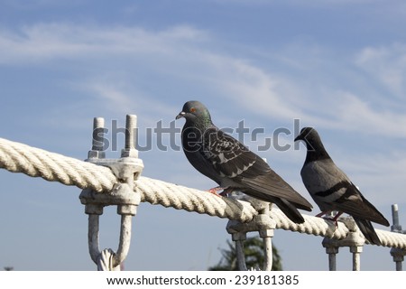 two pigeon alighted on wire rope bridge, say hi