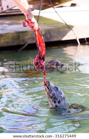 Seal eating fish bones from mans hand