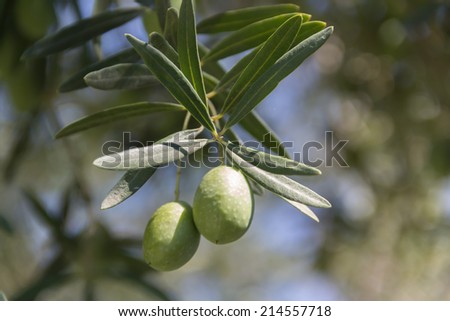 An olive branch from an olive tree