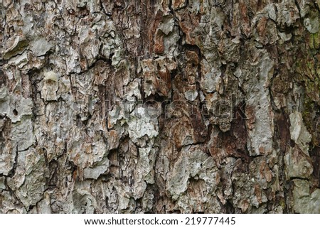 texture detail of the bark of an old apple tree, gray brown background structure