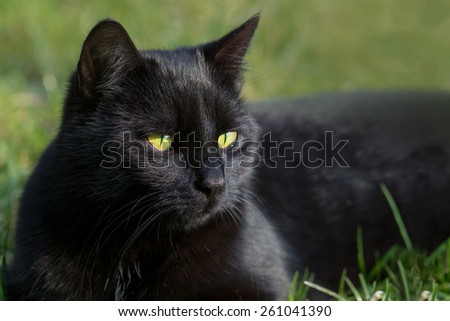 black cat in the grass, close up animal portrait, green background with copy space