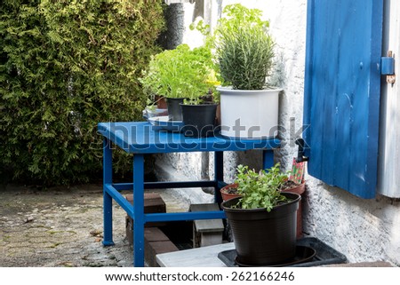 courtyard garden, culinary herbs in plant pots on a blue table, white wall and blue door