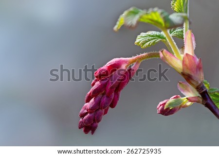 spring messenger, buds of red flowering currant, close up with copy space in the blurry background