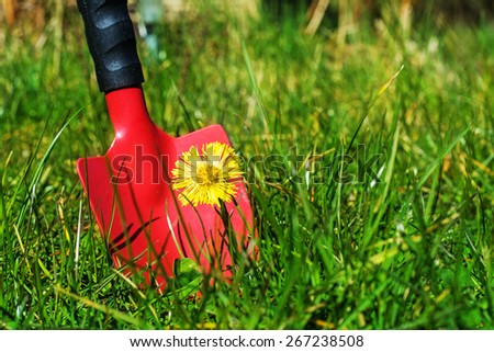 control of weeds in the lawn, red garden shovel behind coltsfoot (Tussilago farfara) in the grass, copy space