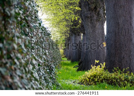 ivy wall and a row of big old tree trunks, dark gray and fresh green, selected focus, narrow depth of field