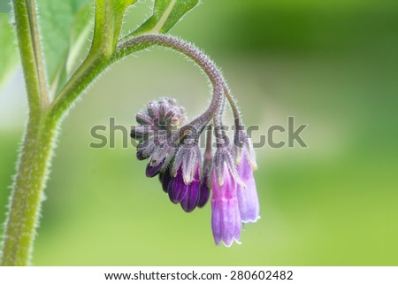 blossom of comfrey Common Comfrey, Symphytum officinale, used in organic medicine, macro shot against green background