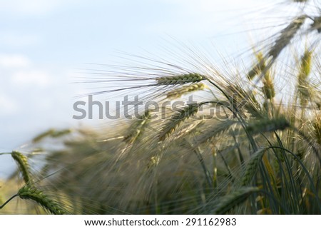 ears of barley with long awns in a sunny field against the blue sky, narrow depth of field and copy space in the blurred background