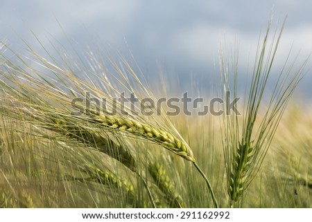 ears of barley with long awns in a sunny field, close up with narrow depth of field and copy space in the blurred sky