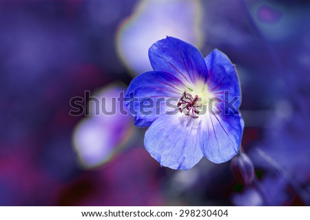 cranesbill flower (Geranium) close up shot against a blurred purple blue background with copy space
