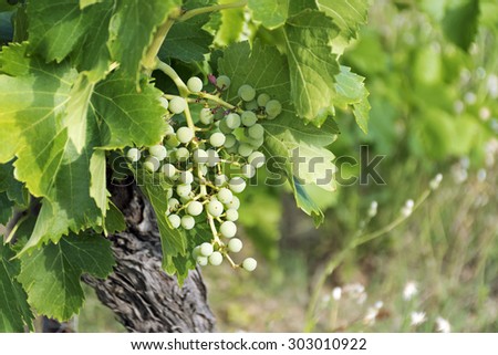Bunch of young grapes and leaves on an old vine, copy space