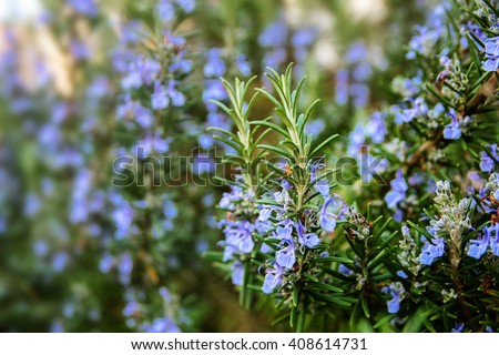 blossoming rosemary plants in the herb garden, selected focus, narrow depth of field