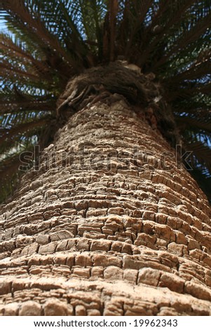 A palm tree photo from the base