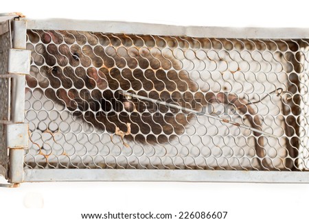 Rat in a metal trap