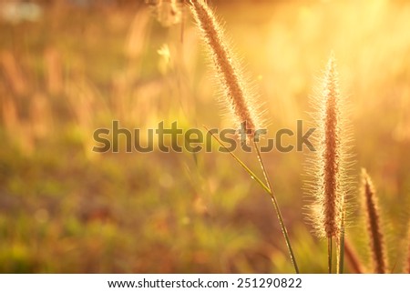 Soft blur Grass flowers and sunset in vintage style