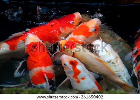 Koi fish in koi pond. Animal life.