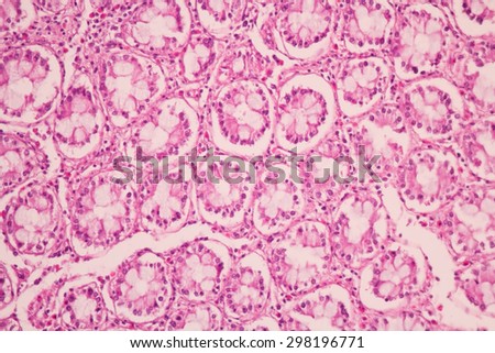Cross section of the human tissue in the microscope view.Medical concept.