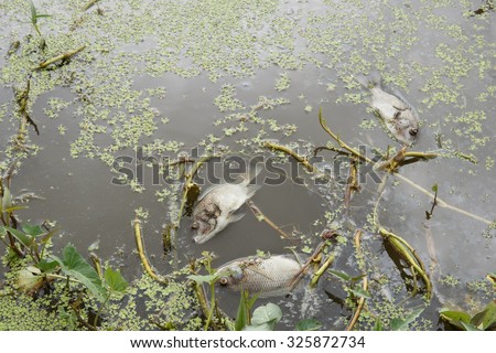 Dead fish floated in the waste water.Water pollution concept.