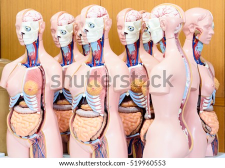 Anatomy model in anatomy room at medical school.Medical education concept.
