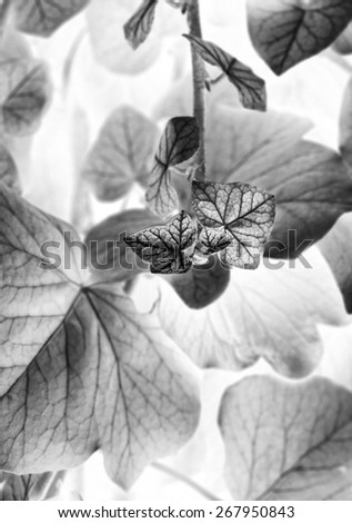Leaves on the branch, black& white photo
