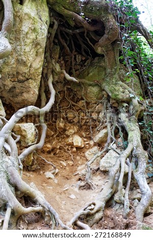Forest tree with roots and stones
