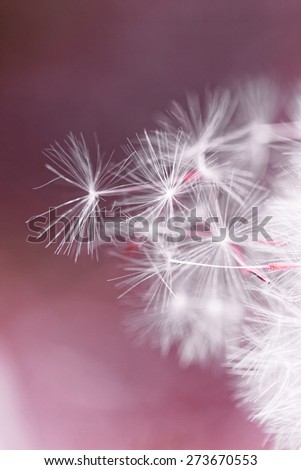Dandelion on  pink background