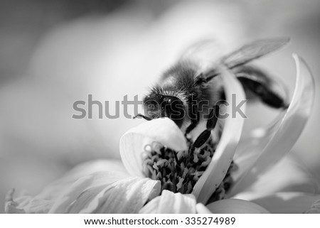 Honey bee on flower.-black and white photo