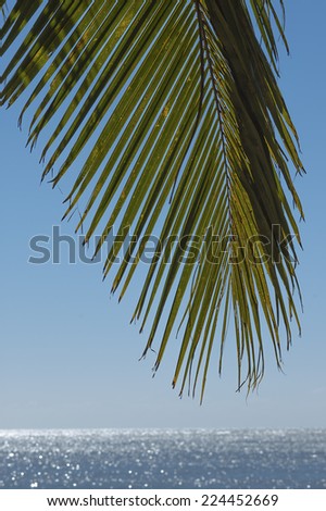 A palm frond hanging down in the foreground against a de-focused background of a blue sky and sun glistening on the ocean.