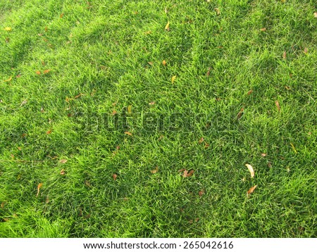 green grass lawn with dry red leaf