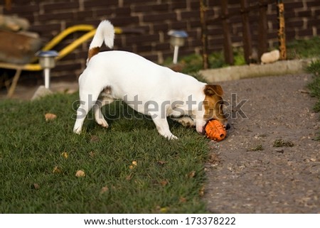 little jack russel running with toy