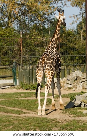 beautiful giraffes in the zoo