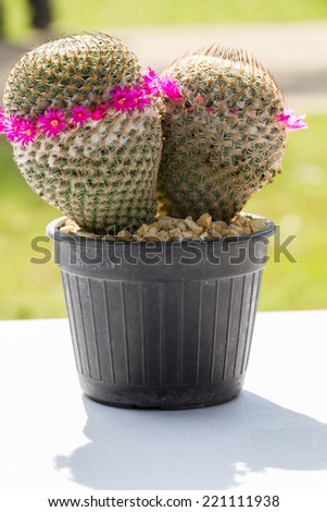 Closeup of Cactus with pink flower; Spring in desert garden