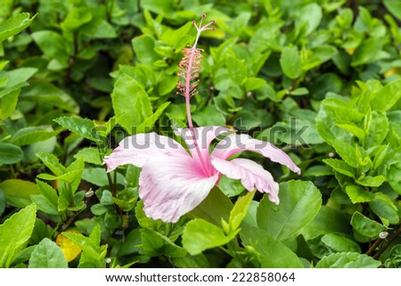 Close up Hibiscus flower or Hibiscus syriacus L and Queen of Tropic Flower