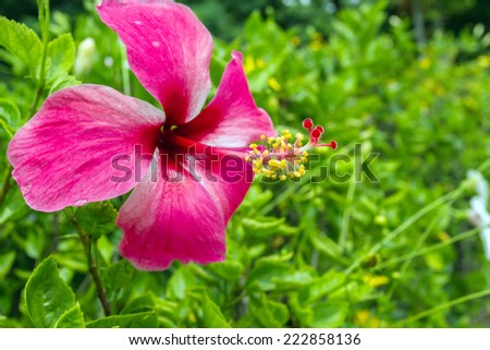 Close up Hibiscus flower or Hibiscus syriacus L and Queen of Tropic Flower
